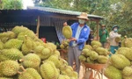 Sầu riêng, bưởi, chanh dây Việt sắp có 'visa' vào thị trường lớn nhất thế giới