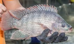 Cá rô phi Việt Nam tái xuất ở Brazil