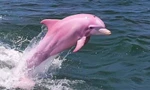 Sự thật đàn cá heo hồng quý hiếm đang lan truyền mạng xã hội