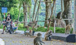 Đàn khỉ ‘bao vây’ khách du lịch Sơn Trà
