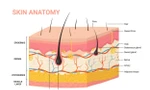 Các lớp khác nhau của da người và các thành phần của nó. Đồ họa: iStock.