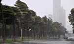 Trước khi siêu bão Yagi đổ bộ tỉnh đảo Hải Nam, gió mạnh khiến hàng dừa trên đường phố "Hawaii của Trung Quốc" nghiêng ngả chiều 6/9. Ảnh: Xinhua.
