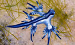 Sên biển “rồng xanh” (tên khoa học: Glaucus atlanticus) dạt vào bờ biển trên đảo Mustang, bang Texas, Mỹ. Nguồn: CNN.