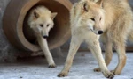 Sói Bắc Cực ở công viên Harbin Polarland ở Trung Quốc ngày 22/11/2017. Ảnh: Getty Images.