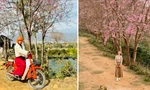 Giới trẻ dựng lều cắm trại ngắm mai anh đào bung nở trên núi cao Đà Lạt
