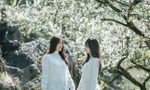 Hoa mận nở trắng trên cao nguyên Mộc Châu thu hút giới trẻ đến check in