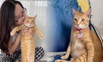 Gặp chủ của Mỹ Diệu - 'cô mèo' hoang thành hiện tượng mạng nhờ dáng bầy hầy
