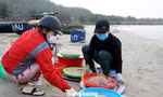 Ngư dân Đà Nẵng nhộn nhịp vào mùa 'xúc' lộc biển
