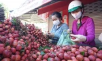 Vải thiều 'hút' người mua dịp Tết Đoan Ngọ