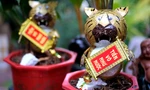 Chiêm ngưỡng dừa bonsai hình hổ thu hút khách trước Tết Nhâm Dần