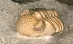 Trilobite, loài sinh vật cổ đại có siêu mắt kép