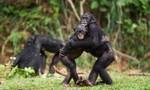 Loài vật ôm nhau để bày tỏ tình cảm như con người?