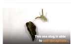 Chú sên biển trong quá trình mất đầu, thoát xác ký sinh trùng.