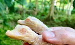 Hai con cá sấu bạch tạng sơ sinh.