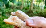 Hai con cá sấu bạch tạng sơ sinh.