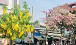 Kèn hồng và những mùa hoa rực rỡ ở TP.HCM