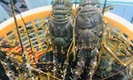 Tôm hùm hiện giá bằng một nửa so với bình thường tại thị trường Hà Nội