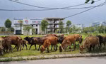 Bên trong khu đô thị Thanh Hà bất ngờ bị cò 'thổi giá'