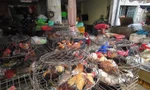 Vô tư mua bán gia cầm '3 không' bất chấp dịch H5N1 đe dọa