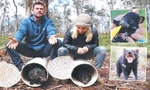 Phóng thích quỷ Tasmania trên Australia đại lục