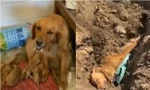 Rơi nước mắt cảnh chó mẹ bị tai nạn vẫn cố lết về nhà cho con bú