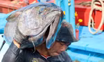 Rộn ràng 'lộc biển' đầu năm 