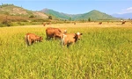 Người dân Đắk Lắk bỏ ruộng lúa cho bò ăn 