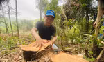 Nhiều cây gỗ lớn bị đốn hạ để nhường đất trồng keo 