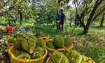 Việc giá sầu riêng giảm mạnh khiến nhiều hộ nông dân đứng trước bờ vực thua lỗ, vỡ nợ 