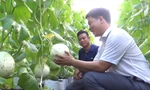 Anh Quyết (áo trắng) giới thiệu mô hình trồng dưa lưới 