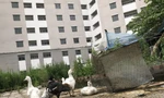 Gà vịt được nuôi trong khuôn viên khu tái định cư Trần Phú (Hoàng Mai, Hà Nội) Ảnh: Trường Phong 