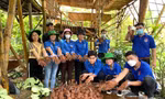 Thanh niên làm viên hạt giống 
