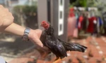 Cá thể gà tre Bắc có bộ lông đẹp, không bị lem màu