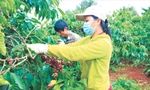 Nông dân Đắk Lắk thu hoạch cà phê