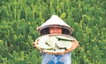 Xương rồng tai thỏ từ cây mọc hoang thành sản phẩm khởi nghiệp độc đáo ảnh: U.P