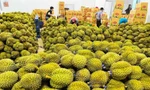 Sầu riêng thành trái cây tỷ USD và 'vị đắng' cho doanh nghiệp xuất khẩu