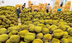 Sầu riêng thành trái cây tỷ USD và 'vị đắng' cho doanh nghiệp xuất khẩu
