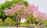 Đường hoa kèn hồng ở Đồng Nai bung nở rực rỡ, đẹp như 'phố Nhật thu nhỏ'