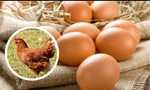Câu hỏi "con gà hay quả trứng có trước" cuối cùng đã có lời giải đáp?