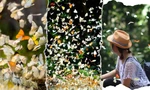 “Tọa độ check-in” cổ tích mùa Hè: Lạc vào khu vườn thần tiên ngập tràn cánh bướm