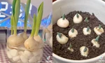 Tự trồng hoa Tulip tại nhà: Dễ chăm mà thành quả đẹp không ngờ!