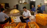 Kiểm tra toàn bộ vùng trồng, các cơ sở đóng gói trái cây được cấp mã số