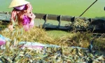 Người dân trúng đậm nhờ nuôi tôm càng xanh với lúa