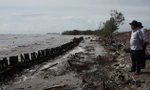 Tuyến đê biển Tây Cà Mau từ Kiên Giang đến Mũi Cà Mau bị sạt lở nghiêm trọng trong mùa mưa bão, gió tây- nam hoạt động mạnh