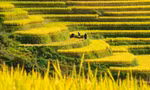 Du khách nườm nượp đổ về Mù Cang Chải 'check-in' mùa lúa chín 