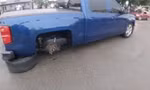 Thử drift, tài xế Chevy Silverado nhận kết đắng