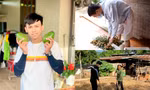 Nghỉ dịch, nhiều bạn trẻ về quê làm nông chăm vườn phụ giúp bố mẹ