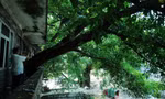 Cây cổ thụ trăm năm tuổi mọc xuyên qua ngôi nhà ba tầng