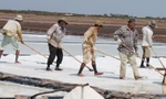 Vụ muối trước, Bạc Liêu vẫn còn tồn đọng 80.000 tấn muối