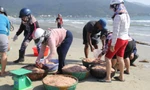 Trúng lộc ruốc, ngư dân Đà Nẵng kiếm bạc triệu mỗi ngày
